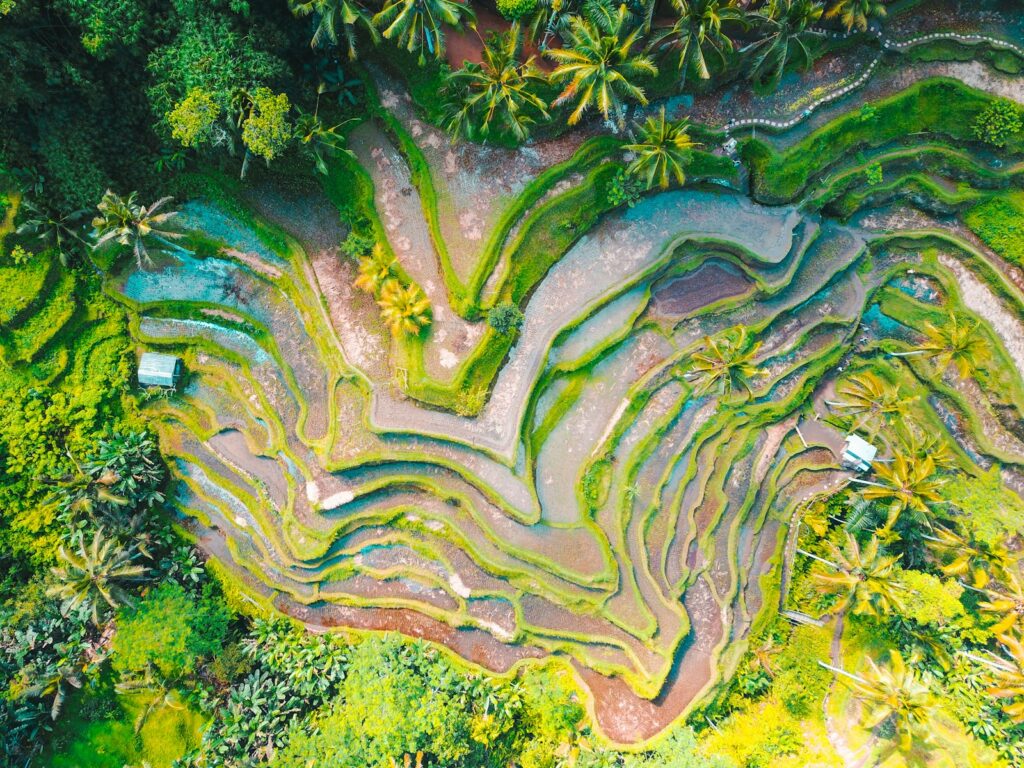 DPS to Ubud Helicopter Transfer: Time, Price & Whether It’s Worth It