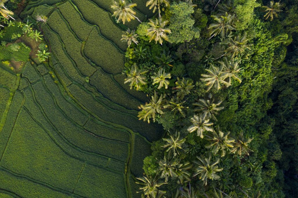 aerial photo of forest